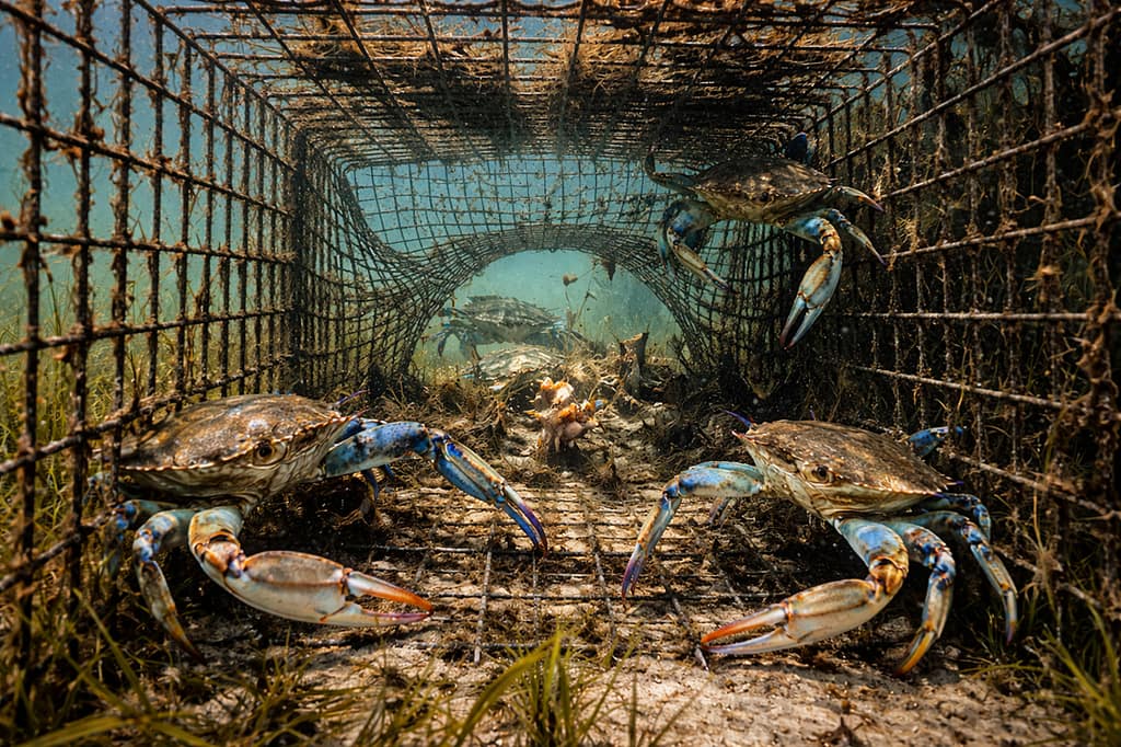 The Hidden Problem Of Derelict Crab Traps