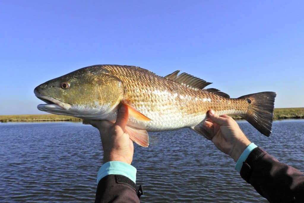 Core Format Of The Texas Redfish Series