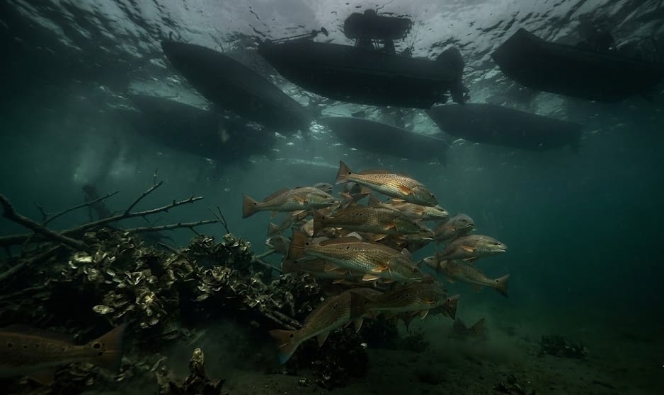 How Coastal Redfish Tournaments Fit Into The Growth